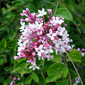 Syringa Pubescens 'Superba' - Lilac