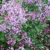 Syringa - Red Pixie