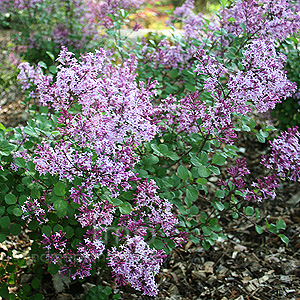 Syringa 'Red Pixie' - Lilac