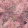 Tamarix Ramosissima - Pink Cascade