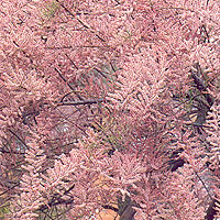 Tamarix Ramosissima 'Pink Cascade' - Tamarisk, Tamarix