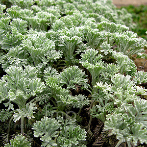 Tanacetum Argenteum 'Canum' - Feverfew