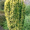 Taxus Baccata - Standishii