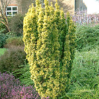 Taxus Baccata - Yew