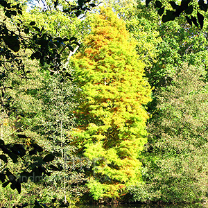 Taxodium Distichum - Swamp Cypress, Taxodium