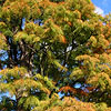 Taxodium Ascendens - Nutans