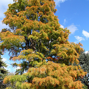 Taxodium Ascendens 'Nutans' - Bald Cypress, Taxodium