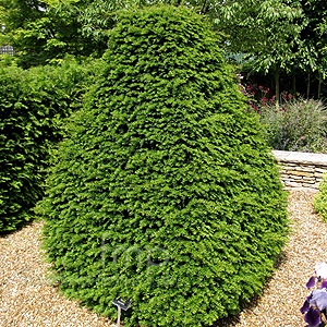 Taxus Baccata - Yew