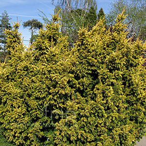 Taxus Baccata 'Aurea' - Yew