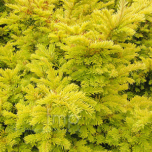 Taxus Baccata 'Semperaurea' -  Yew