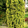 Taxus Baccata - Standishii