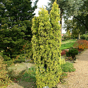 Taxus Baccata 'Standishii' - Yew