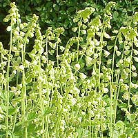 Tellima Grandiflora - Fringe Cups