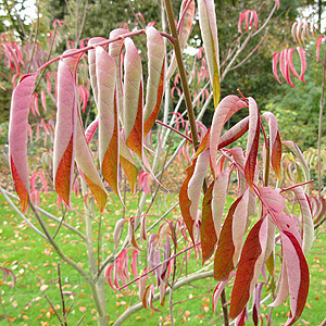 Tetradium Glabrifolium 'Glacoma' - Bee Bee Tree, Champion Ex Bentham