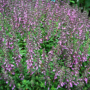 Teucrium Chamaedrys - Wall Germander