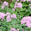 Thalictrum Aquilegifolium