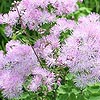 Thalictrum Aquileqifolium - Thunder cloud