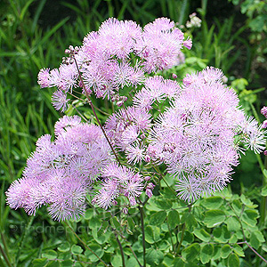 Thalictrum Aquileqifolium Thunder cloud - Meadow Rue