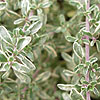 Thymus Citriodorus - Silver Queen