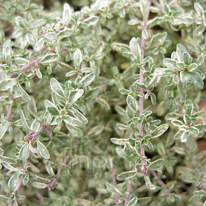 Thymus Citriodorus 'Silver Queen' - Thyme