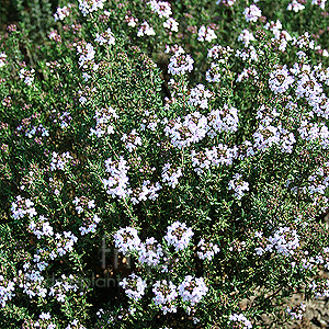 Thymus Vulgaris - Thyme