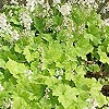 Tiarella Cordifolia