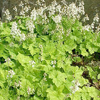 Tiarella Cordifolia - Foam Flower