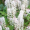 Tiarella - Spring Symphony