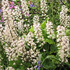 Tiarella - Tiger Stripe