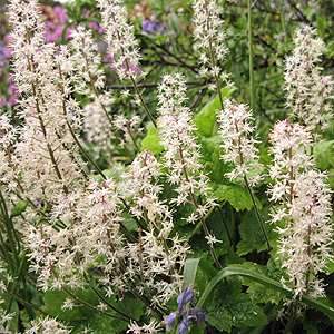 Tiarella 'Tiger Stripe' - Foam Flower, Tiarella