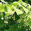 Tilia Platyphyllos