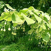 Tilia Platyphyllos - Broad Leaved Lime