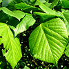 Tilia Heterophylla