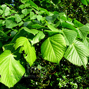 Tilia Heterophylla - Linden Tree