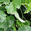Tilia Platyphyllos - Cordifolia