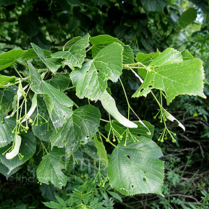 Tilia Platyphyllos 'Cordifolia' - Broad Leaved Lime