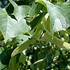 Tilia Vulgaris