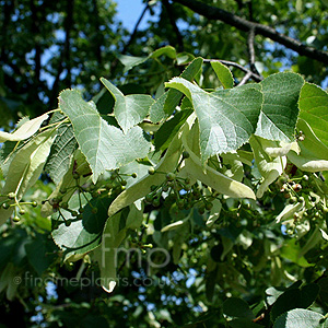 Tilia Vulgaris - Common Lime