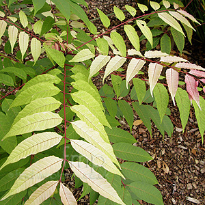 Toona Sinensis 'Flamingo' - Chinese Cedar, Toona