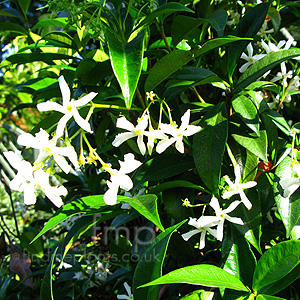 Trachelospermum Jasminoides - Chinese Jasmine, Confererate Jasmine