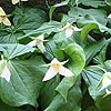 Trillium Erectum