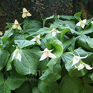 Trillium Erectum - Wood Lilly, Trillium