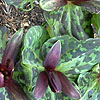 Trillium Chloropetalum - Hibbersoni