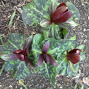 Trillium Chloropetalum 'Hibbersoni' - Wake Robin, Birthroot, Trilium