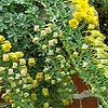 Tropaeolum Polyphylium