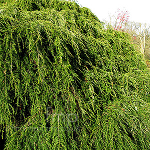 Tsuga Canadensis 'Pendula' - Weeping Eastern Hemlock