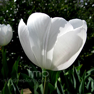 Tulipa 'Jackpot' - Tulip