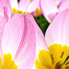 Tulipa - little Beauty