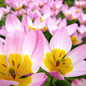 Tulipa 'little Beauty' - Tulip