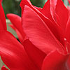 Tulipa - Pieter de Leur